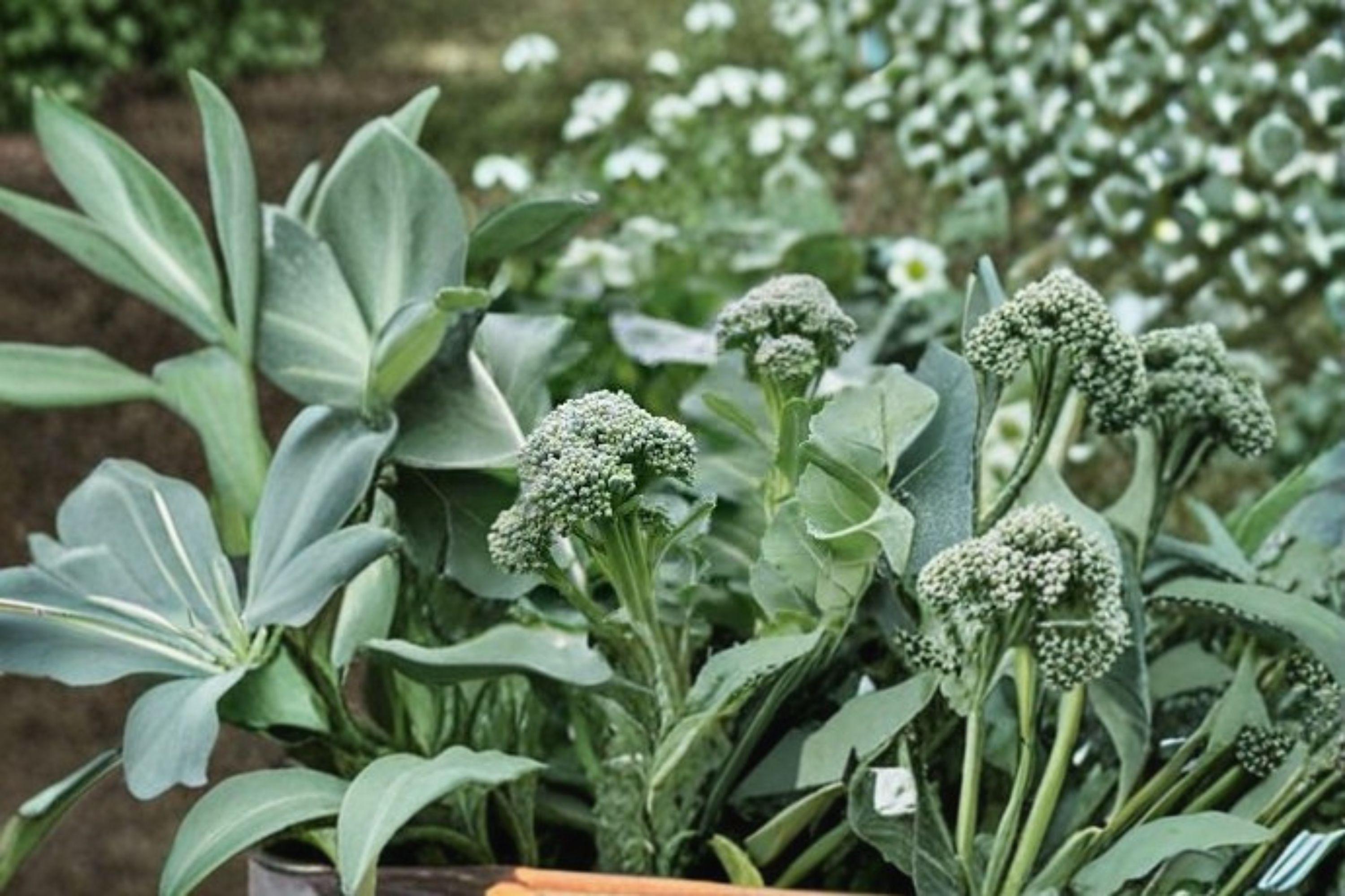 Broccoli – Di Cicco 300 Seeds | Italian Heirloom | Cut-and-Come-Again | Early & Cold Tolerant
