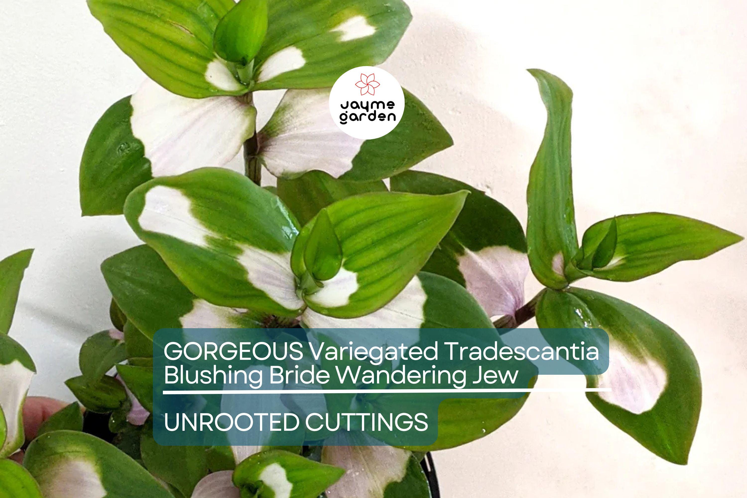 3 Variegated Tradescantia Blushing Bride Cuttings | Gorgeous Wandering Jew | Easy to Grow | Colorful Foliage