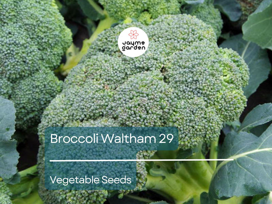 Broccoli Waltham 29 Seeds (1 Gram) - Heirloom Non-GMO Variety - High-Yield, Sweet Broccoli for Fresh Eating, Steaming, & Gardening