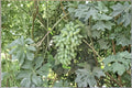 Waterfall Fingers Grape 1 Plant 2-3 ft (Vitis vinifera) Live Grape Vine