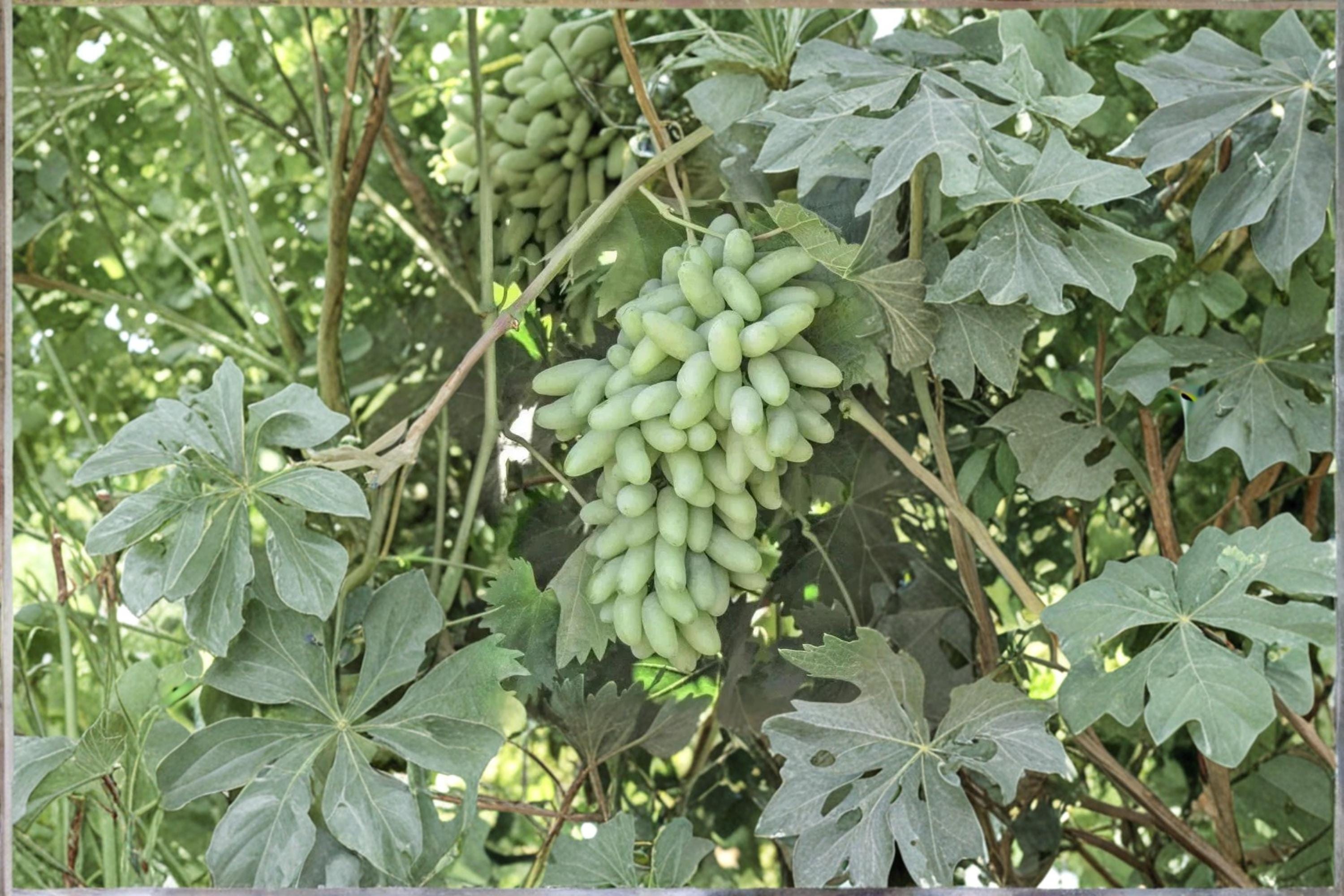 Waterfall Fingers Grape 1 Plant 2-3 ft (Vitis vinifera) Live Grape Vine
