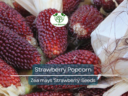80 Strawberry Popcorn Seeds | Red Ornamental Corn, Unique Popcorn Variety, Easy to Grow, Decorative & Edible Corn for Garden