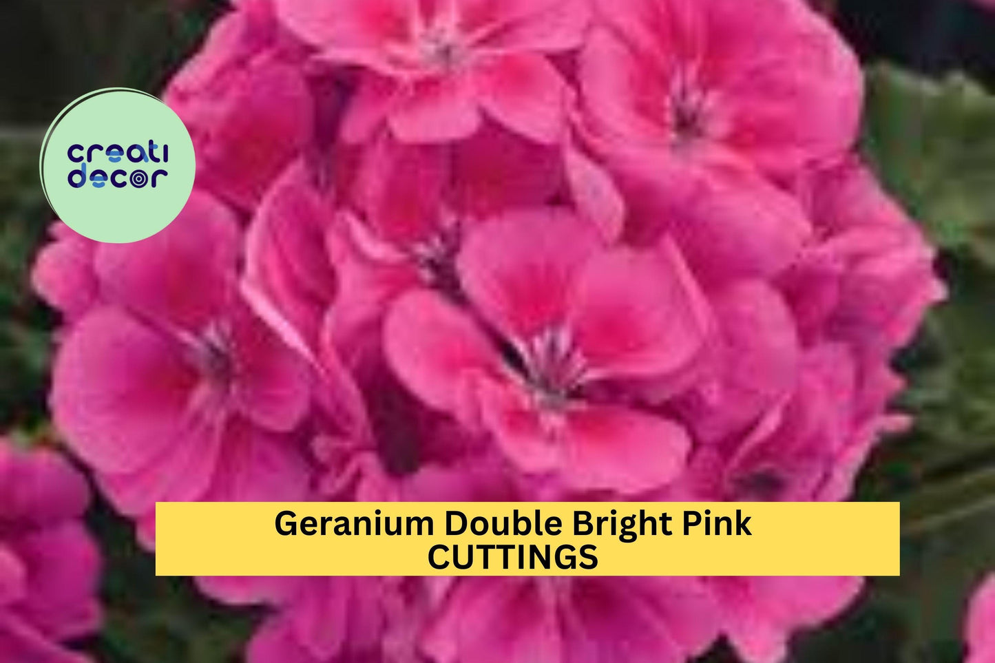 4 Double Bright Pink Geranium Cuttings – 5” Pelargonium Stems for Rooting | Vibrant Flowering Starts for Pots, Borders, or Hanging Baskets