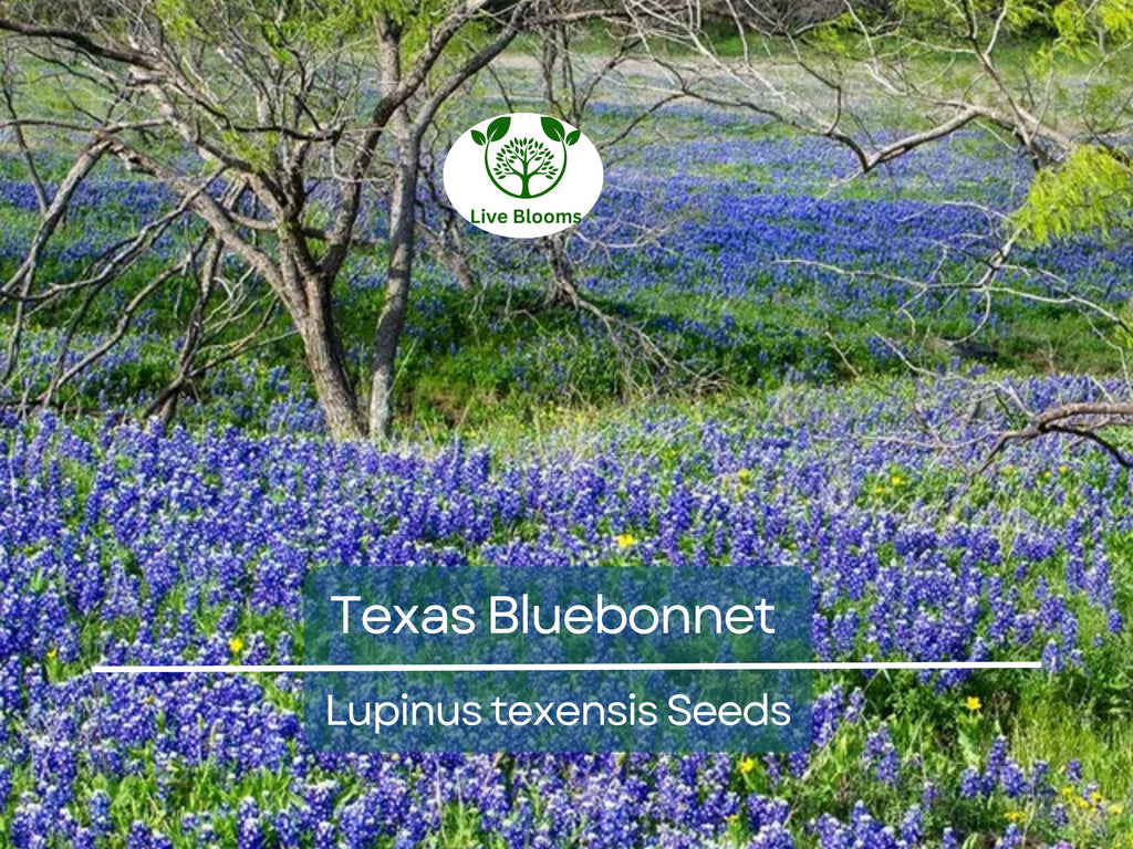 50 Texas Bluebonnet Seeds, Lupinus texensis, Wildflower, Sun/Partial Shade, Heirloom, Non-GMO, Native to Texas, Vibrant Blue Blooms