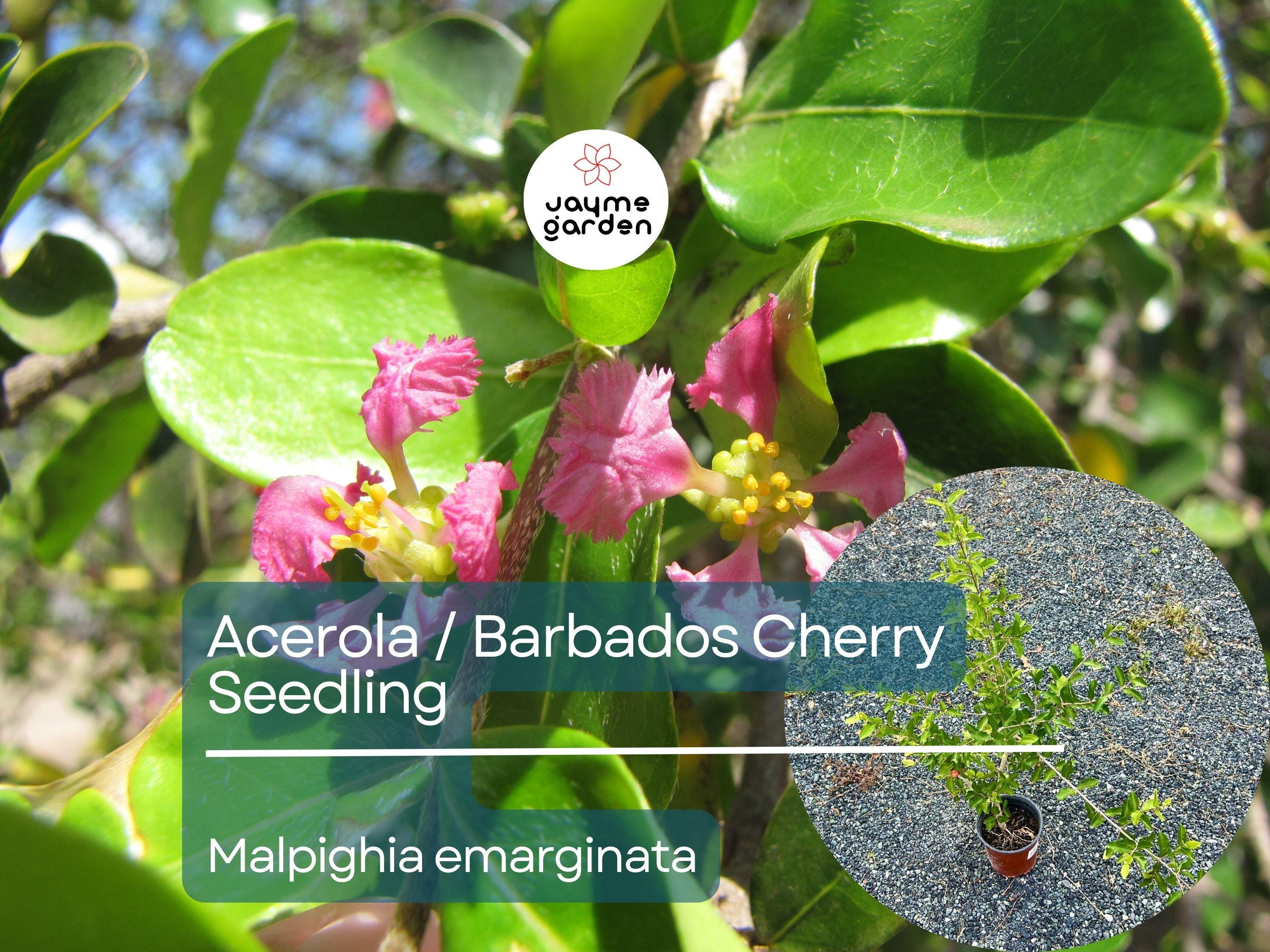 Acerola Starter Plant Seedling (Malpighia emarginata) - Live Fruit Tree 2′-3′ Tall - Guarani, Barbados, West Indian Cherry for Garden