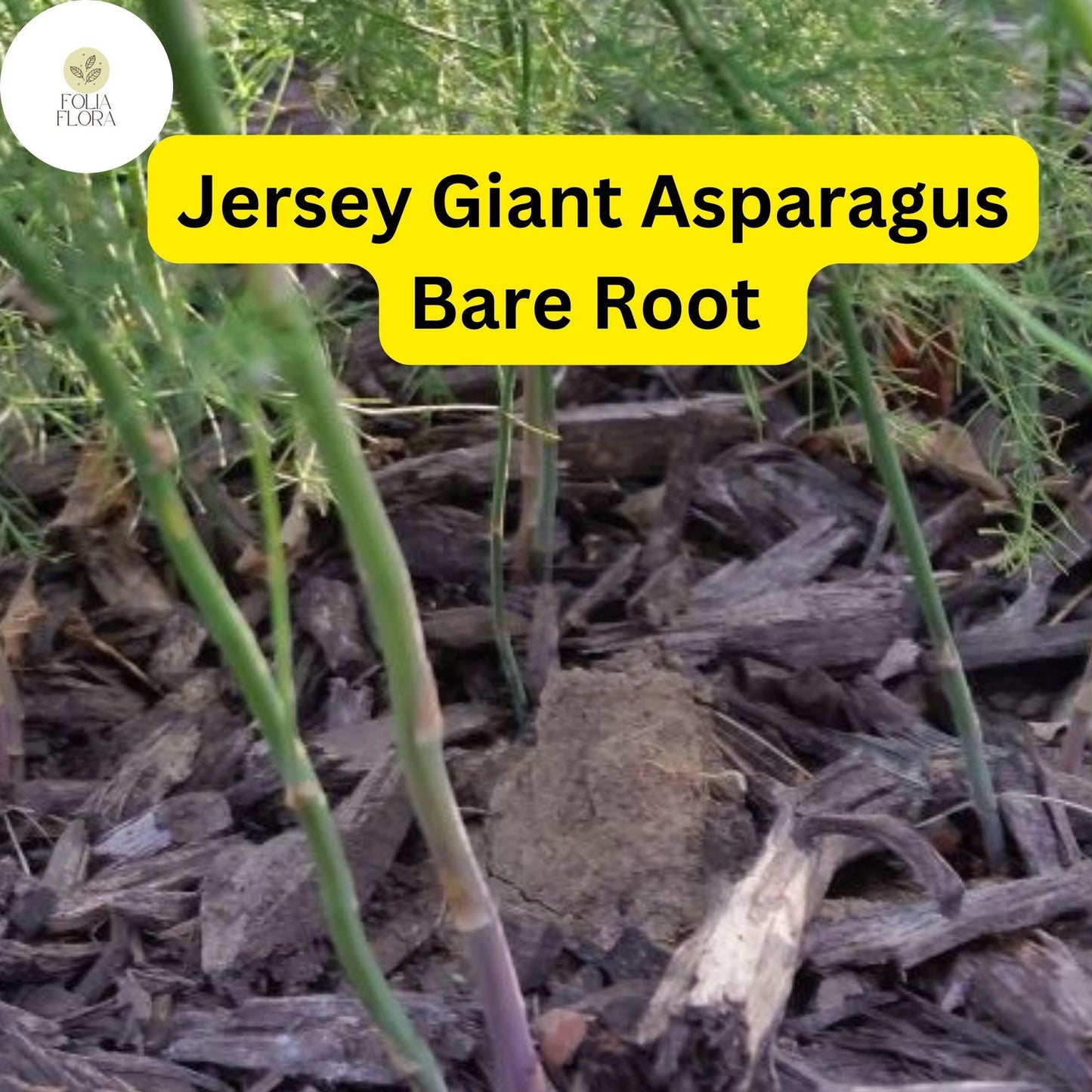 10 Bare Root Plants Green Jersey Giant Live Asparagus, 2-Year Crowns, Asparagus officinalis, High-Yield, Perennial Garden Starter
