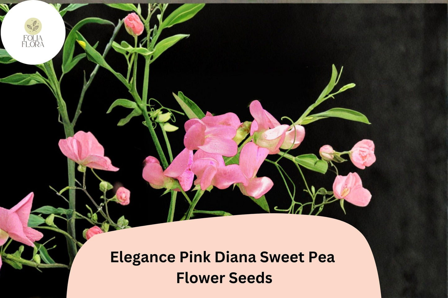 Elegance Pink Diana Sweet Pea Seeds | Lathyrus odoratus Pink Climbing Vine (50+ Seeds) for Garden