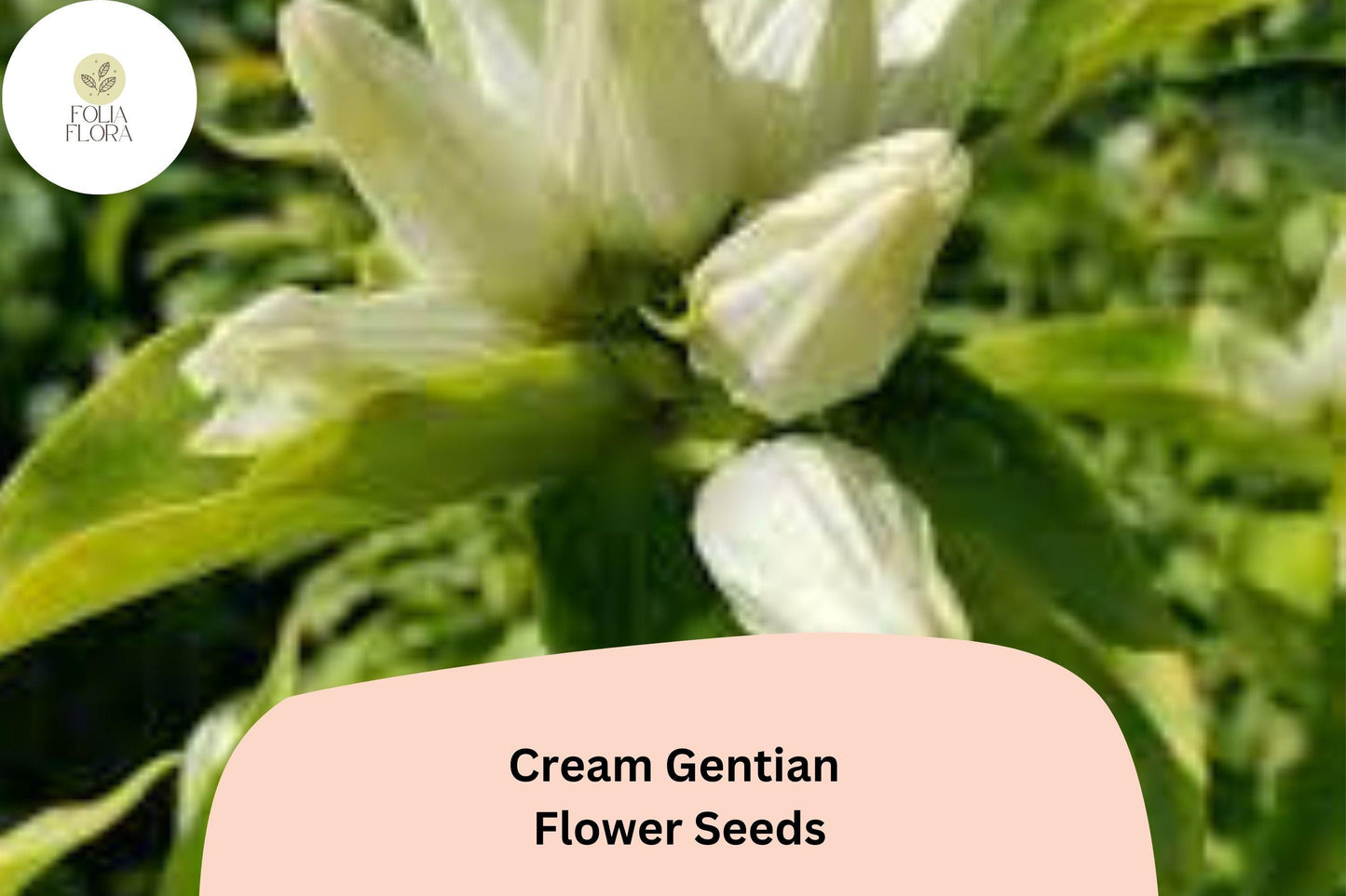 Cream Gentian Seeds – 100 Gentiana flavida | Native Pale Yellow Wildflower | Perennial Garden Plant