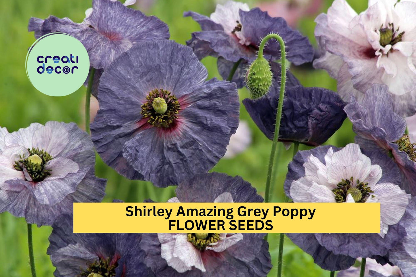 200+ Shirley Amazing Grey Poppy Seeds – Silky Lilac-Gray Blooms for Garden Planting, Unique Cottage-Style Annuals – USA