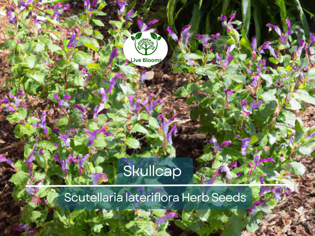 100 Skullcap Herb Seeds (Scutellaria lateriflora) for planting - Mad Dog, Grow Your Own Plant