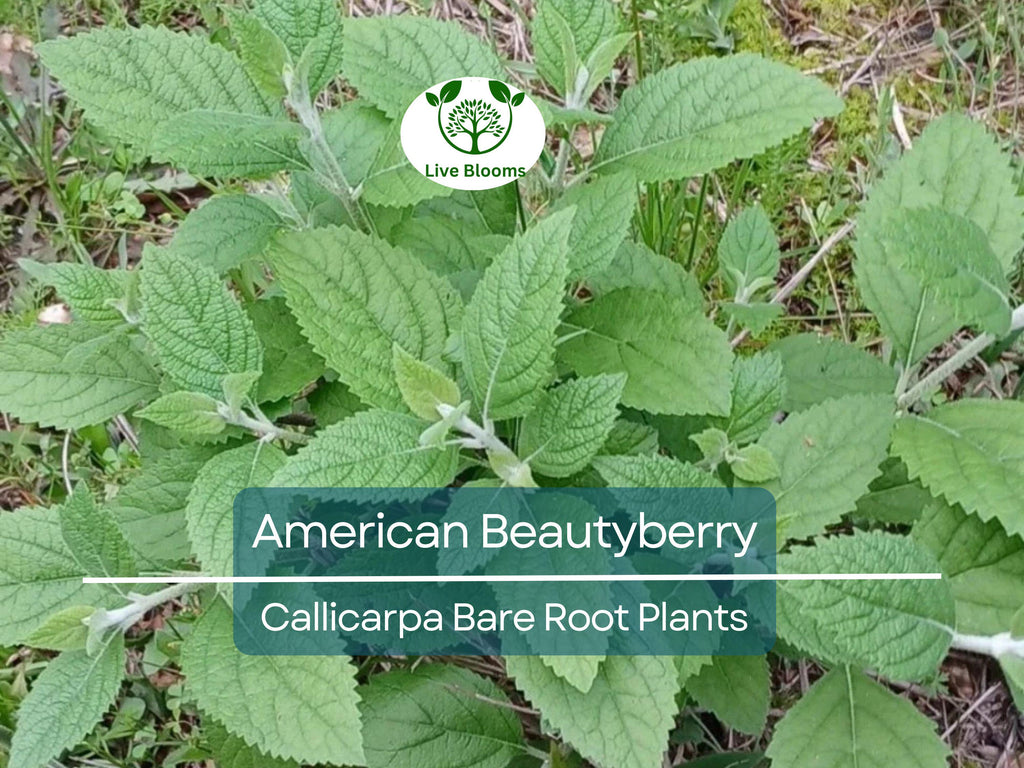1 American Beautyberry – Live Bare Root Plant – Callicarpa americana – Native Shrub with Edible Purple Berries for Wildlife & Garden