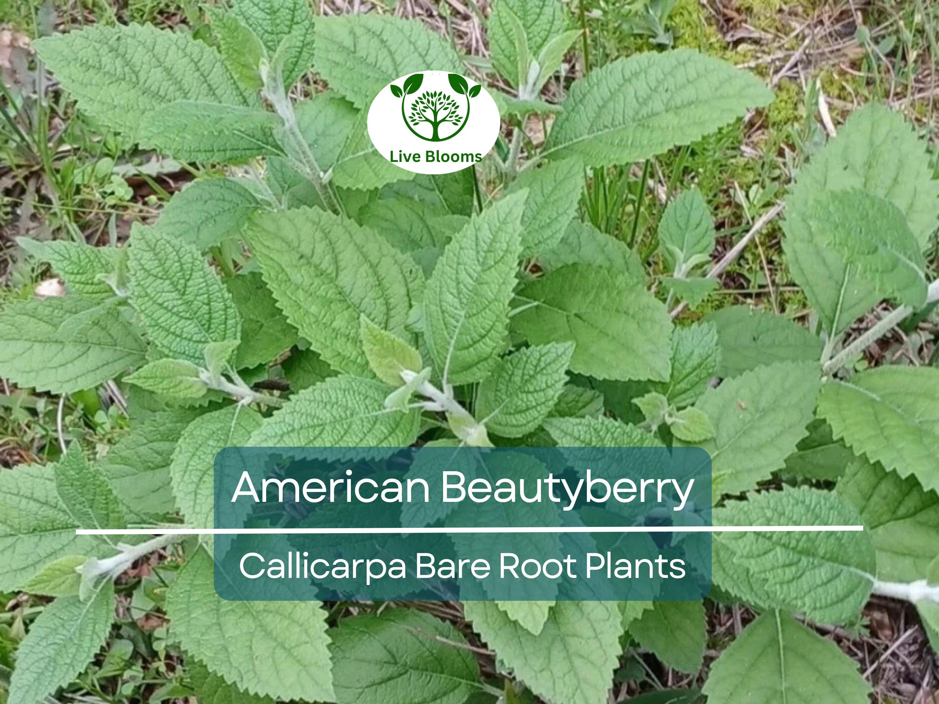 1 American Beautyberry – Live Bare Root Plant – Callicarpa americana – Native Shrub with Edible Purple Berries for Wildlife & Garden