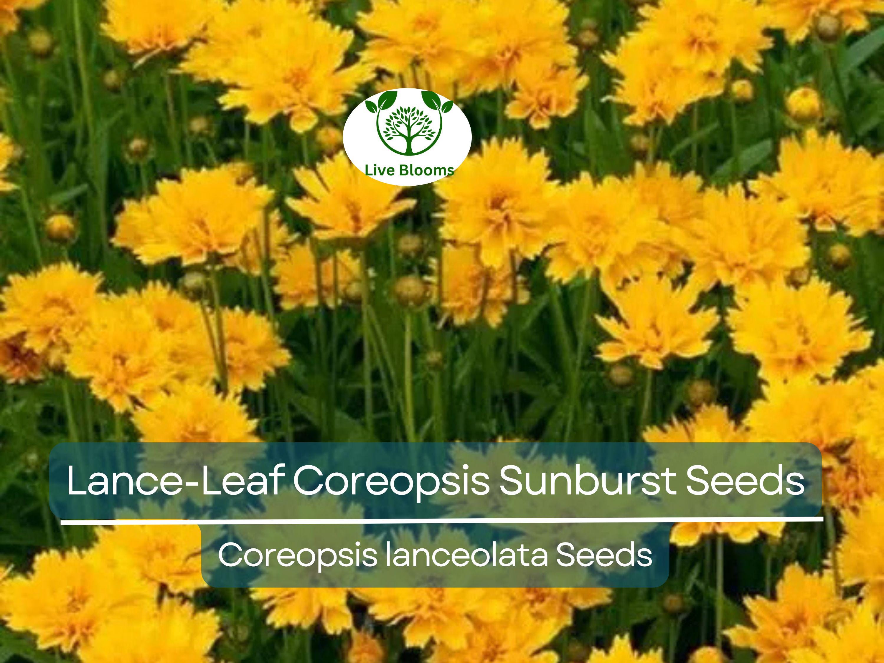 100 Seeds Lance-Leaf Coreopsis Sunburst Perennial Wildflower Tickseed Non-GMO, Bright Yellow Flowers, Native to North America