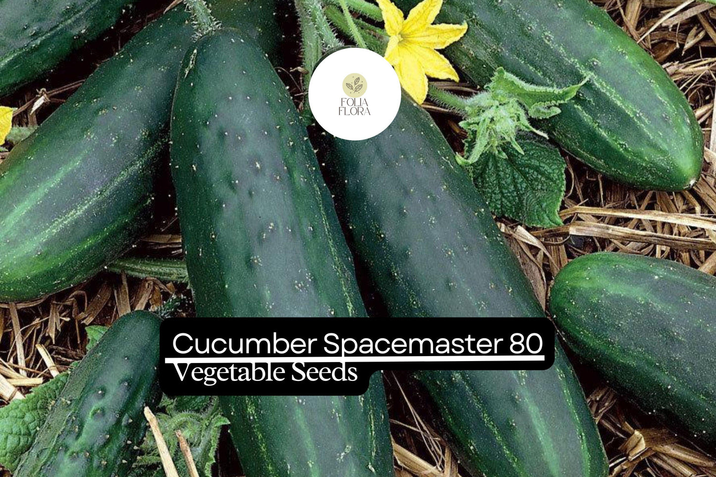 50 Seeds Spacemaster 80 Cucumber, Compact and Productive Variety for Small Gardens and Containers