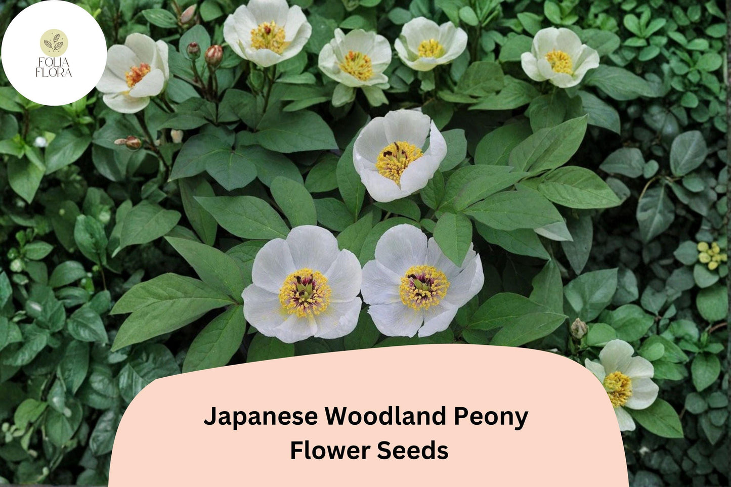 Japanese Woodland Peony Seeds 5 | Paeonia japonica Shade-Loving White Spring Flower