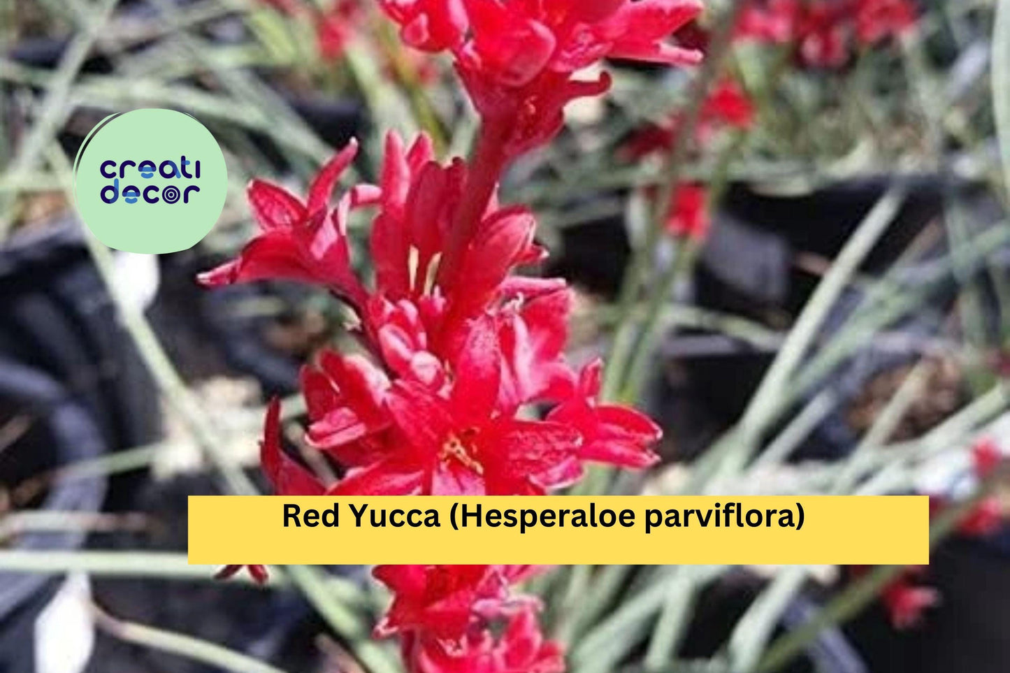 1 Red Yucca – Hesperaloe parviflora 2-Year Bare Root Seedling 5–8", Hardy Drought-Tolerant Perennial with Red Flower Spikes for Landscaping