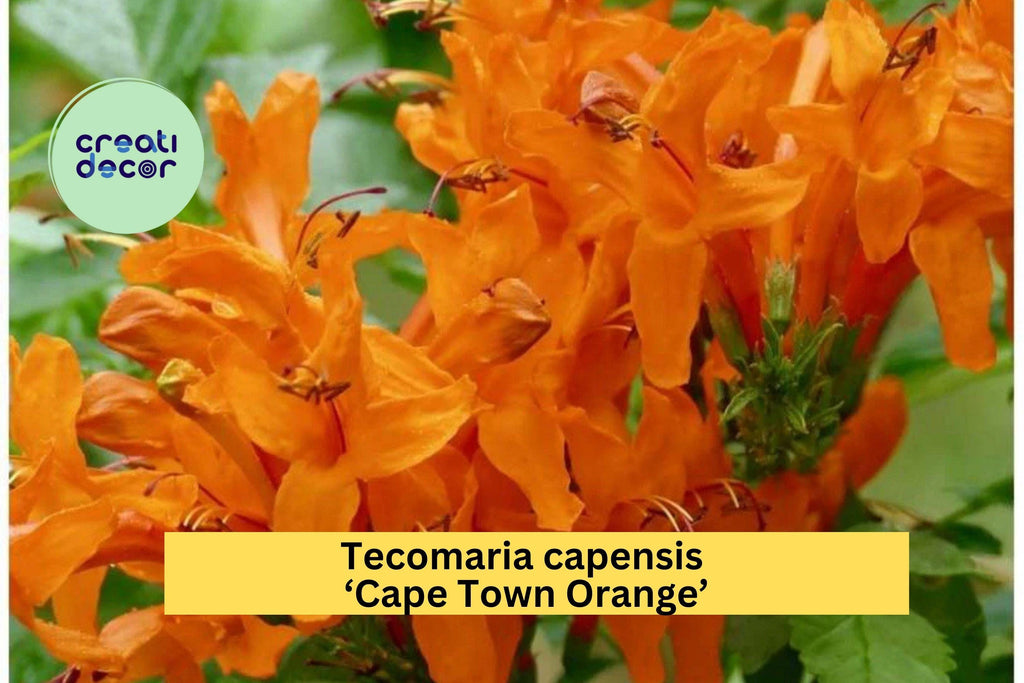 Tecomaria capensis ‘Cape Town Orange’ | Rooted Starter Plant | Cape Honeysuckle with Vibrant Orange Blooms