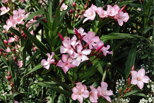 Oleander – Nerium oleander | 75 Seeds | Evergreen Flowering Shrub | Drought-Tolerant Ornamental Plant