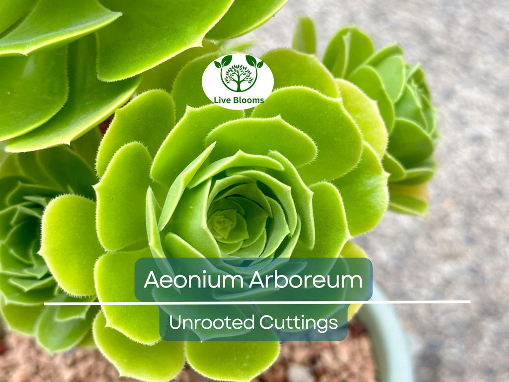 2 Aeonium Arboreum Unrooted Cuttings (Aeonium Tree) 2-4" – Succulent for Grafting, Rooting, or Propagation