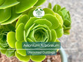 2 Aeonium Arboreum Unrooted Cuttings (Aeonium Tree) 2-4" – Succulent for Grafting, Rooting, or Propagation