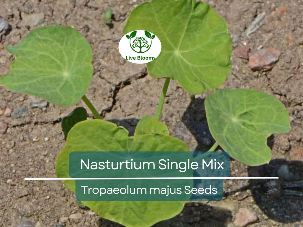 25 Seeds Nasturtium Single Mix Climbing Vine, Red Flowers, Fragrant, Attracts Hummingbirds, Non-GMO, Easy to Grow, for Gardens & Trellises