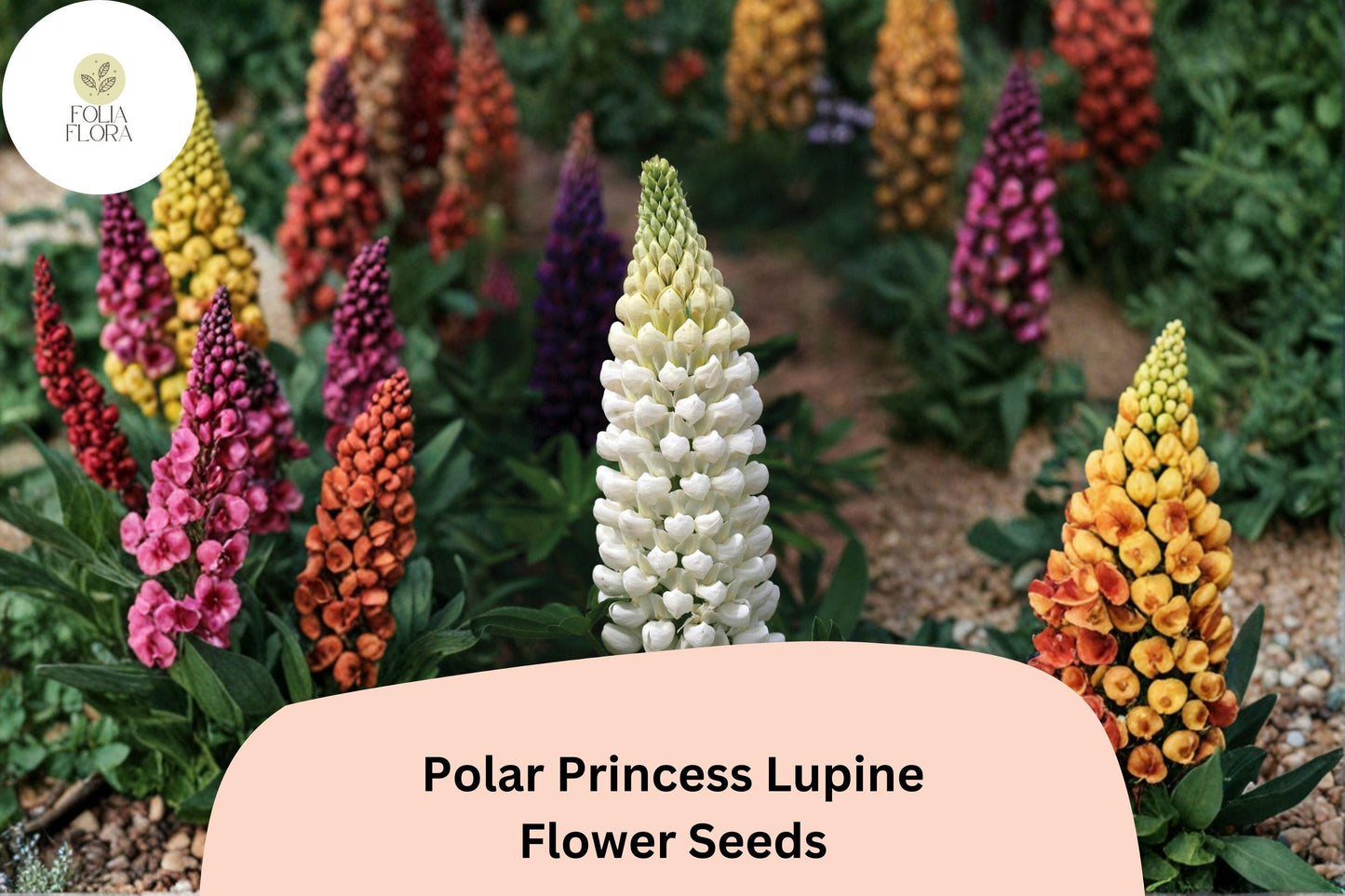 25+ Polar Princess Lupine Seeds | White Lupinus | Elegant Spring Bloom Spikes for Garden Planting