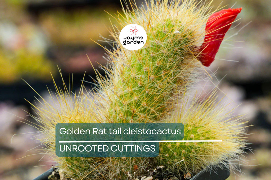 Gold Rat Tail Cactus | 3 Live Cuttings | Rare Cleistocactus Succulent | Drought-Tolerant | Easy to Grow