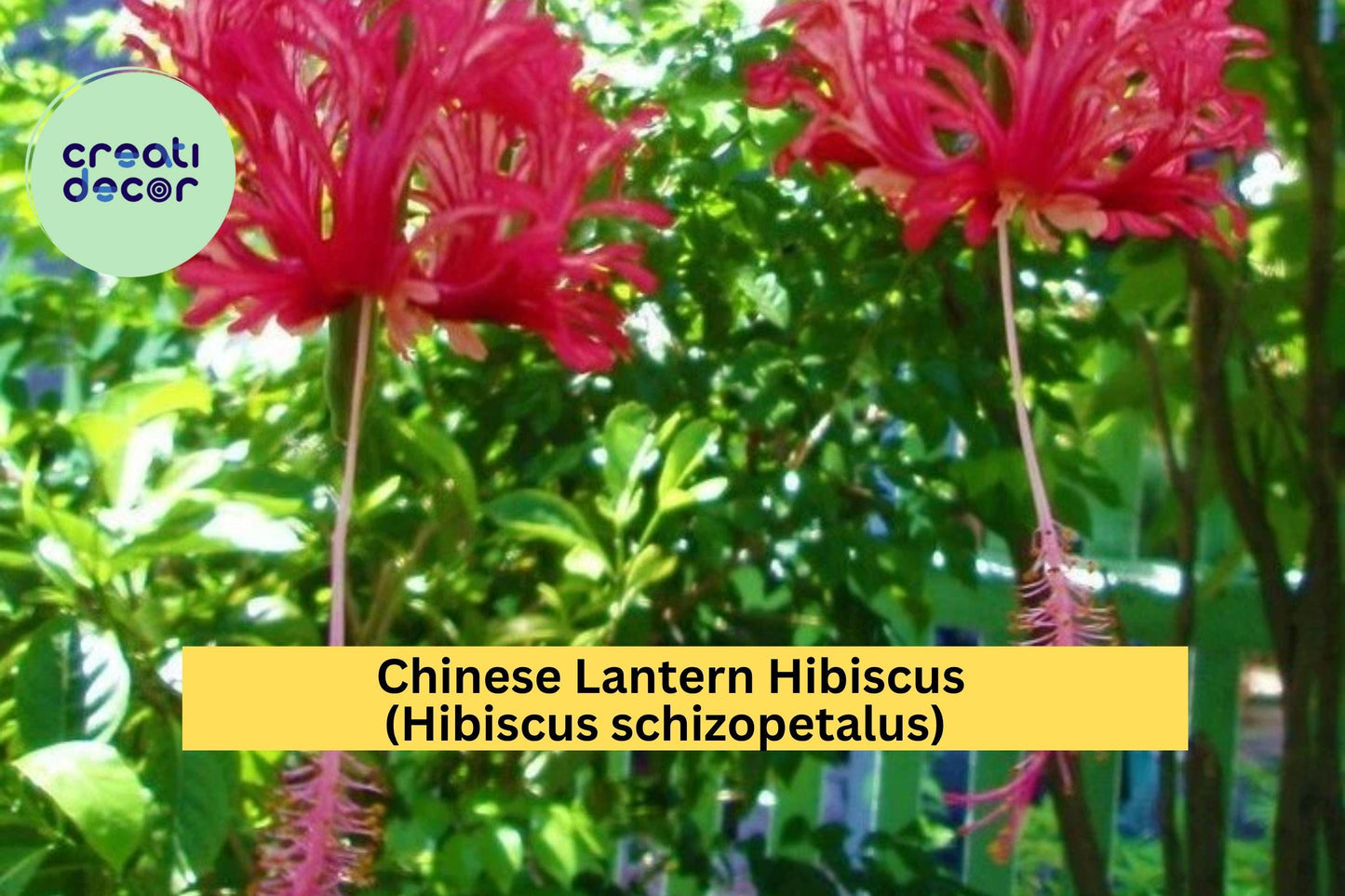 Chinese Lantern Hibiscus Live Starter Plant – Hibiscus schizopetalus – Bare Rooted Tropical Flowering Shrub with Fringed Blooms