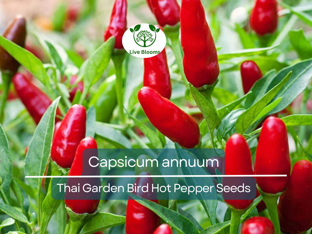 30 Seeds Thai Garden Bird Hot Pepper (Capsicum annuum) – Small, Fiery Thai Chili for Planting, Ideal for Stir-Fries, Sauces & Salsas