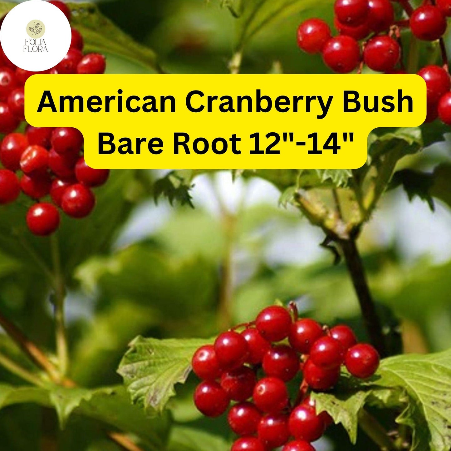 1 Live Bare Root Plant American Cranberry Bush 12"-14", Viburnum trilobum, Hardy Shrub with Edible Berries