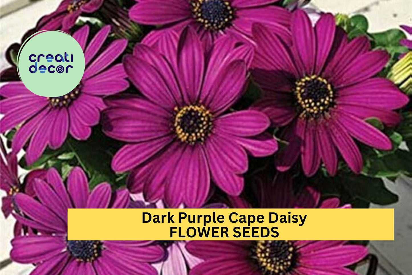 200+ Dark Purple Cape Daisy Seeds – Bold Blooms for Garden Planting, Drought-Tolerant Flowers for Beds, Borders & Containers – USA