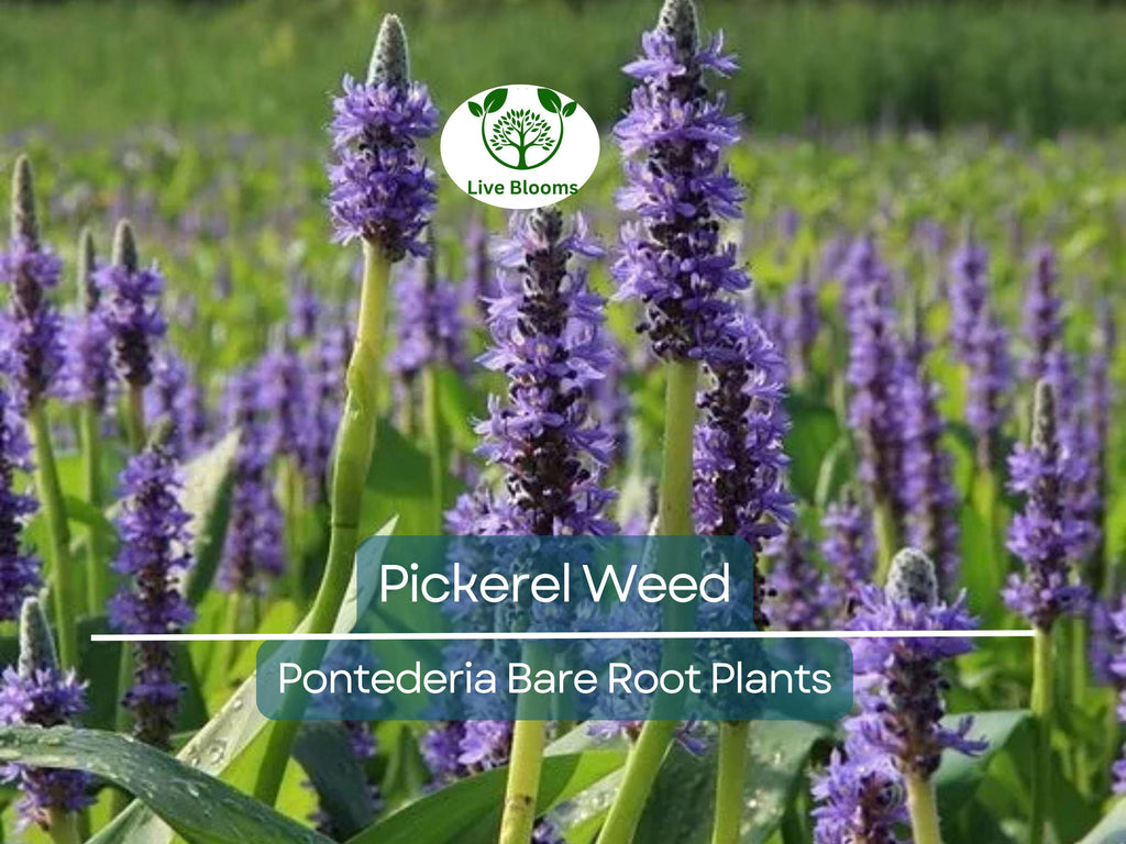 1 Pickerel Weed – Live Bare Root Plant | Pontederia cordata | Native Aquatic Plant | Large Purple Pickerel Rush for Ponds & Wetlands