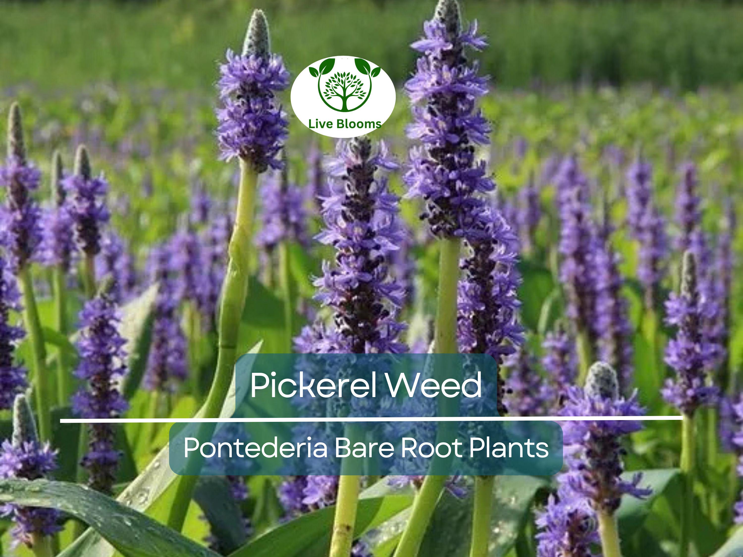 1 Pickerel Weed – Live Bare Root Plant | Pontederia cordata | Native Aquatic Plant | Large Purple Pickerel Rush for Ponds & Wetlands