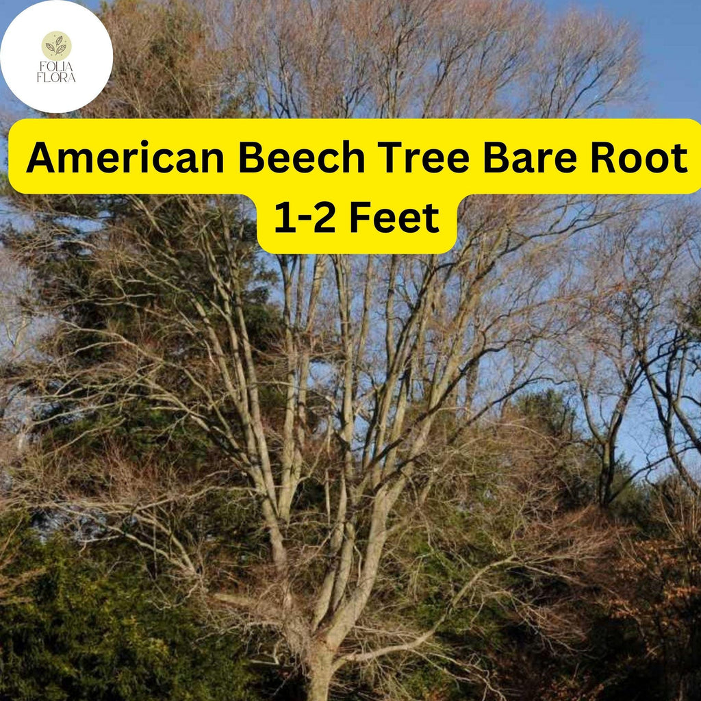 1 Fagus grandifolia American Beech Tree - Live Bare Root Plant 1-2 Feet for Zones 3-9