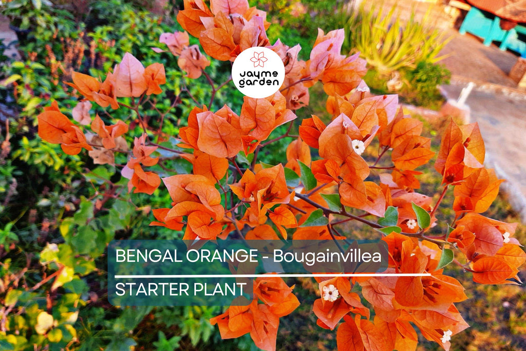 Bengal Orange Bougainvillea | Rare Starter Plant | Well-Rooted Plug | Subtropical Beauty for Indoor & Outdoor Spaces