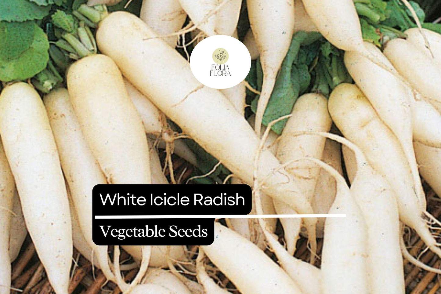 200 Seeds White Icicle Radish (Raphanus sativus) – Crisp, Mild, and Fast-Growing Radish Variety