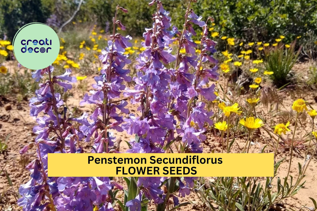 3pcs of 100mg Penstemon secundiflorus Seeds – Sidebells Penstemon for Dry Gardens, Pollinators, and Native Landscaping Seeds for Planting