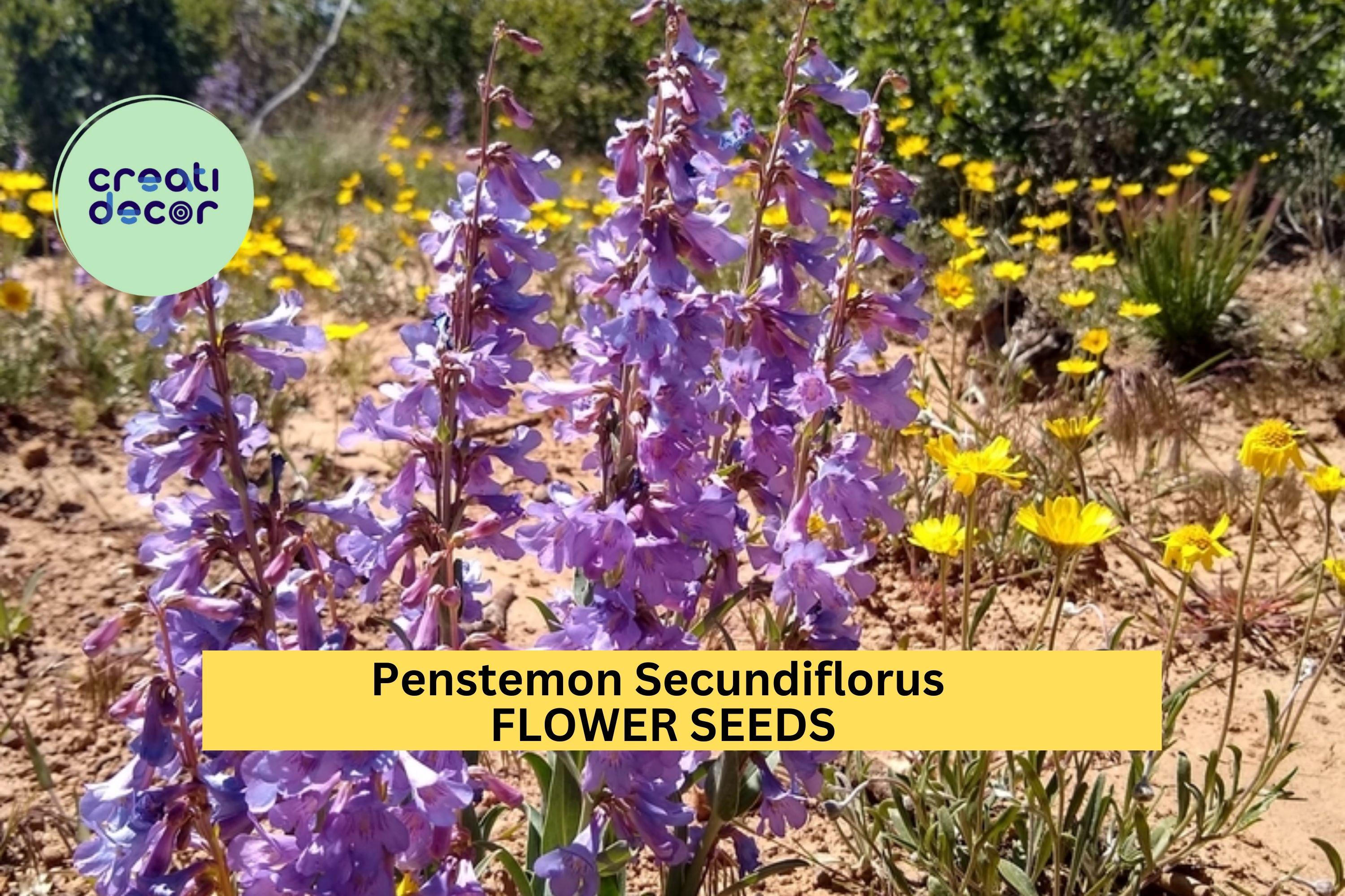 3pcs of 100mg Penstemon secundiflorus Seeds – Sidebells Penstemon for Dry Gardens, Pollinators, and Native Landscaping Seeds for Planting