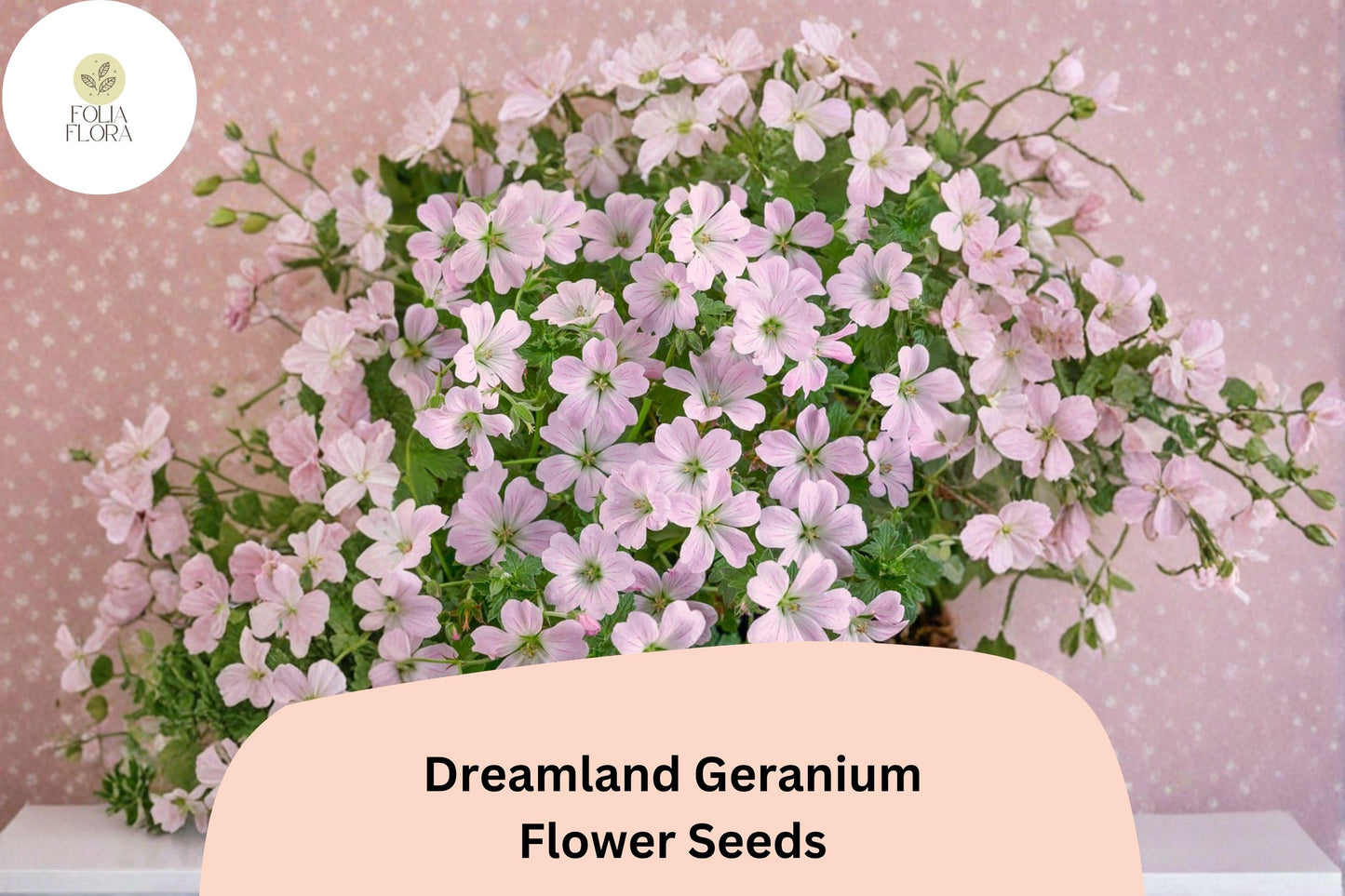 25+ Dreamland Geranium Seeds | Pink Hardy Perennial Cranesbill | Long Blooming Garden Flower & Ground Cover
