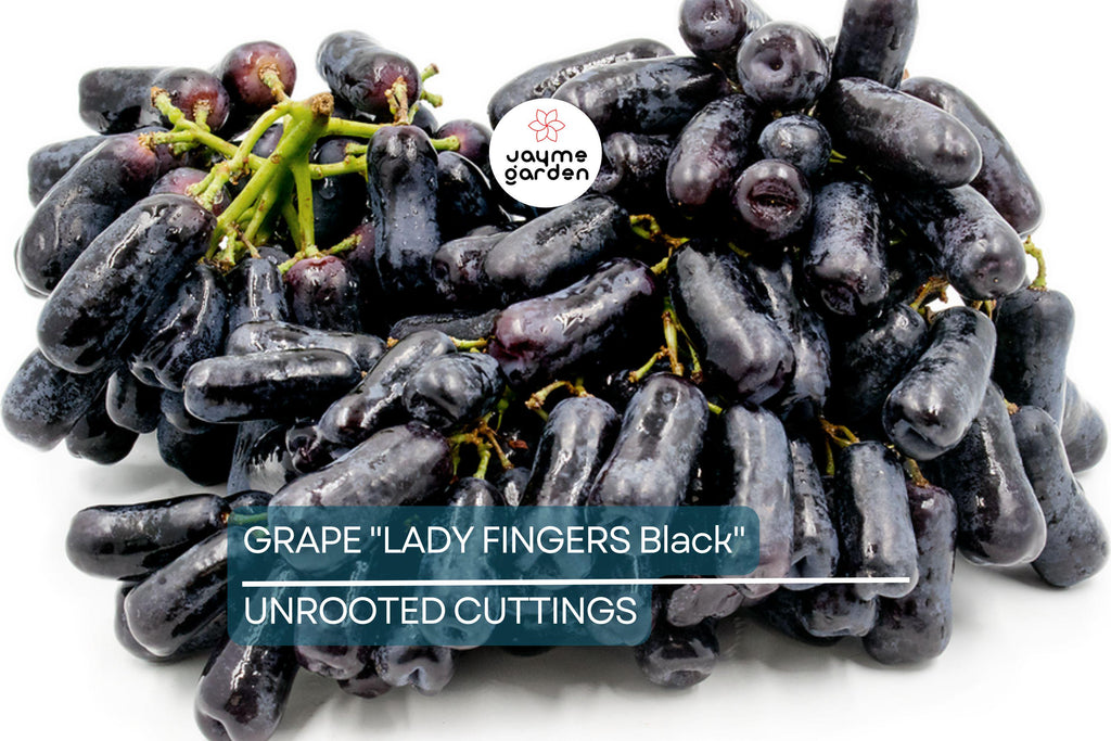 Ladyfingers Black Grape Cuttings | 3 Unrooted Scion Wood | Fresh, Organic Waxed Ends | Easy to Root | Sweet, Long-Shaped Grapes Vine