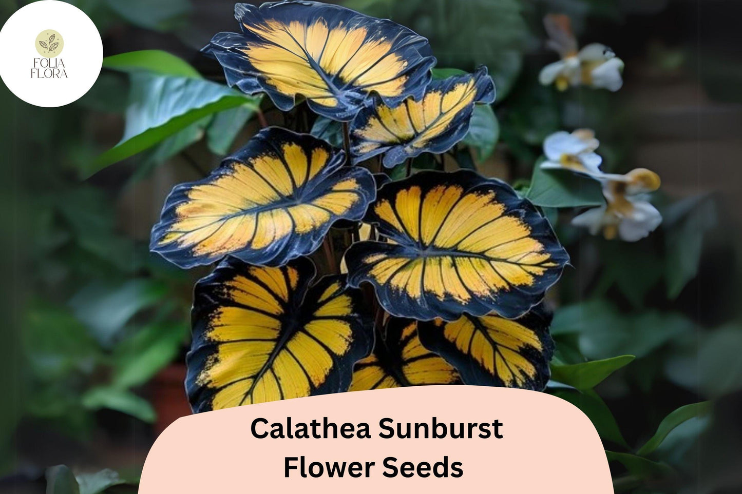 Sunburst Calathea Seeds (Calathea sp.) | 25+ Seeds | Exotic Tropical Foliage for Indoor & Outdoor Gardens
