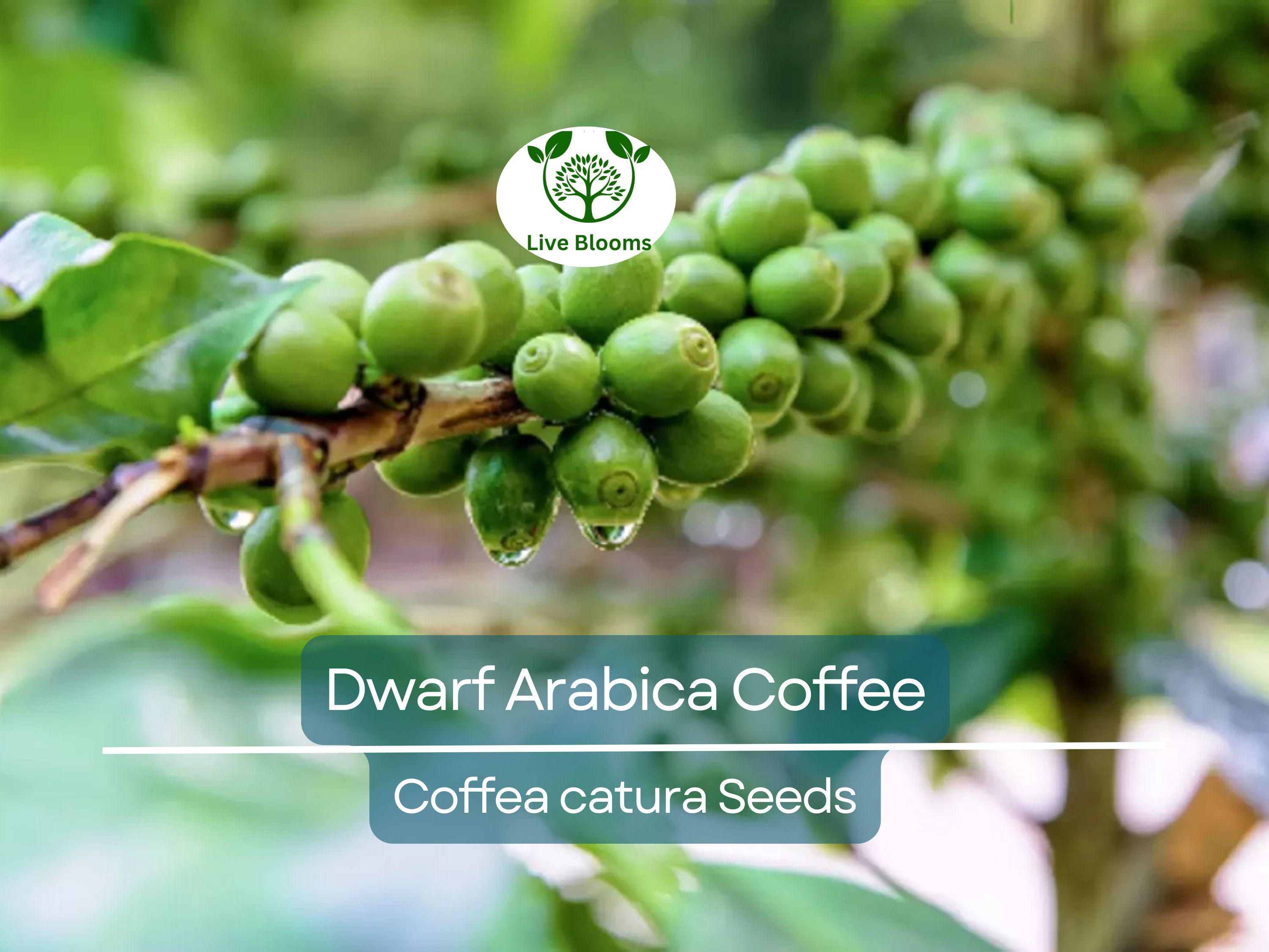 10 DWARF Arabica Coffee Plant Seeds (Coffea catura), Indoor Coffee Bean Tree, Grow Your Own Coffee, Compact Size, Perfect for Home Gardening