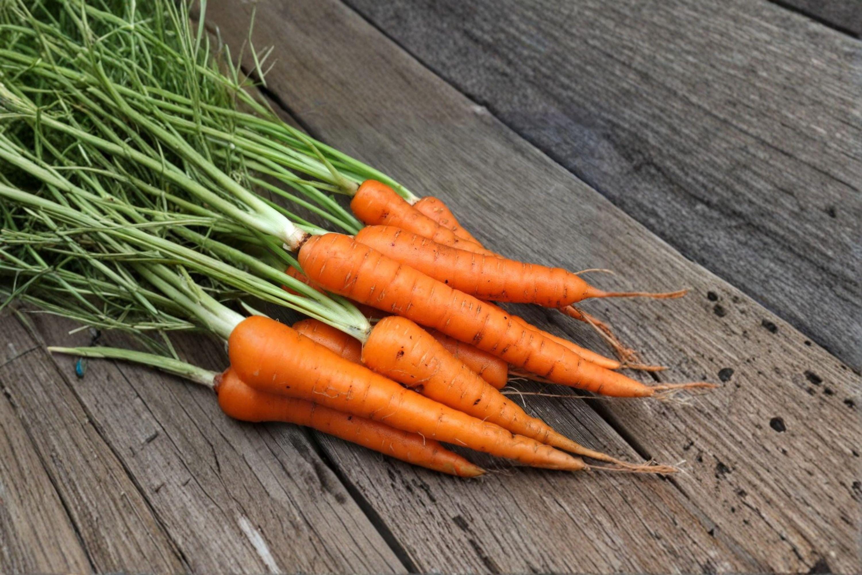 Carrot – Tendersweet 300 Seeds | Heirloom Carrot | Extra Long Roots | Sweet & Juicy Flavor
