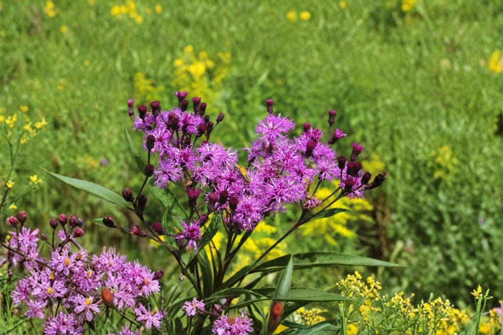 Vernonia noveboracensis – New York Ironweed 100 Seeds | Native Tall Perennial | Vibrant Purple Blooms | Pollinator Powerhouse