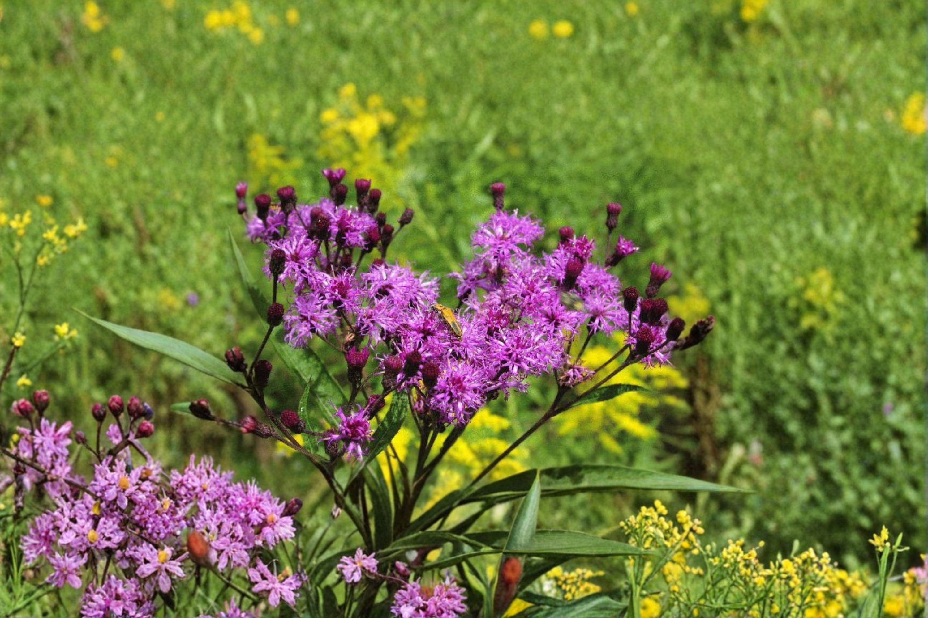 Vernonia noveboracensis – New York Ironweed 100 Seeds | Native Tall Perennial | Vibrant Purple Blooms | Pollinator Powerhouse