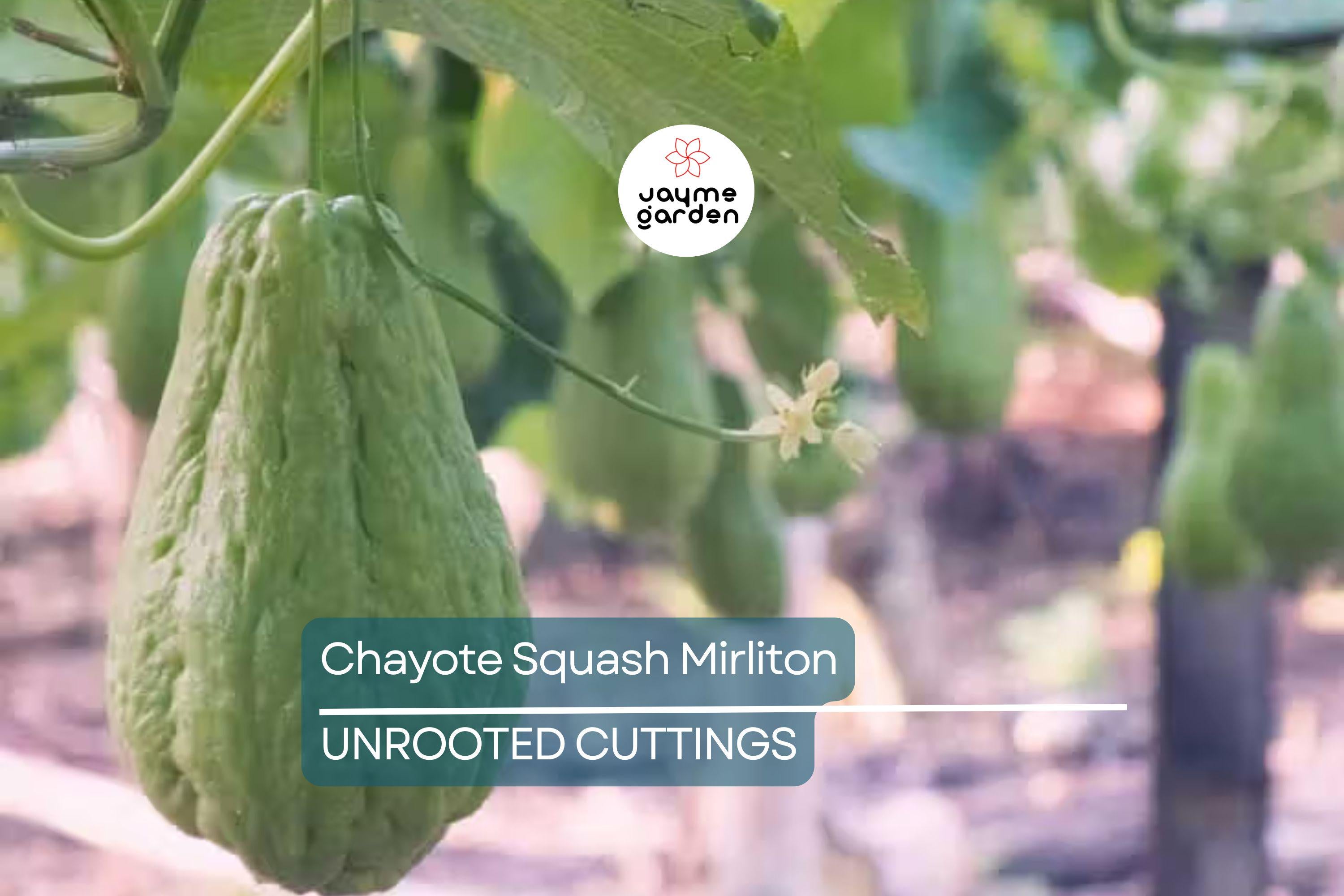 3 Chayote Squash Mirliton Live Plants – Ships in Pot – Fast-Growing Edible Vine – Ready to Plant