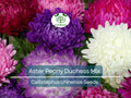 200 Seeds Aster Peony Duchess, Mixed Colors, Non-GMO, Aster x hybrida, Vibrant Garden Blooms, Easy to Grow