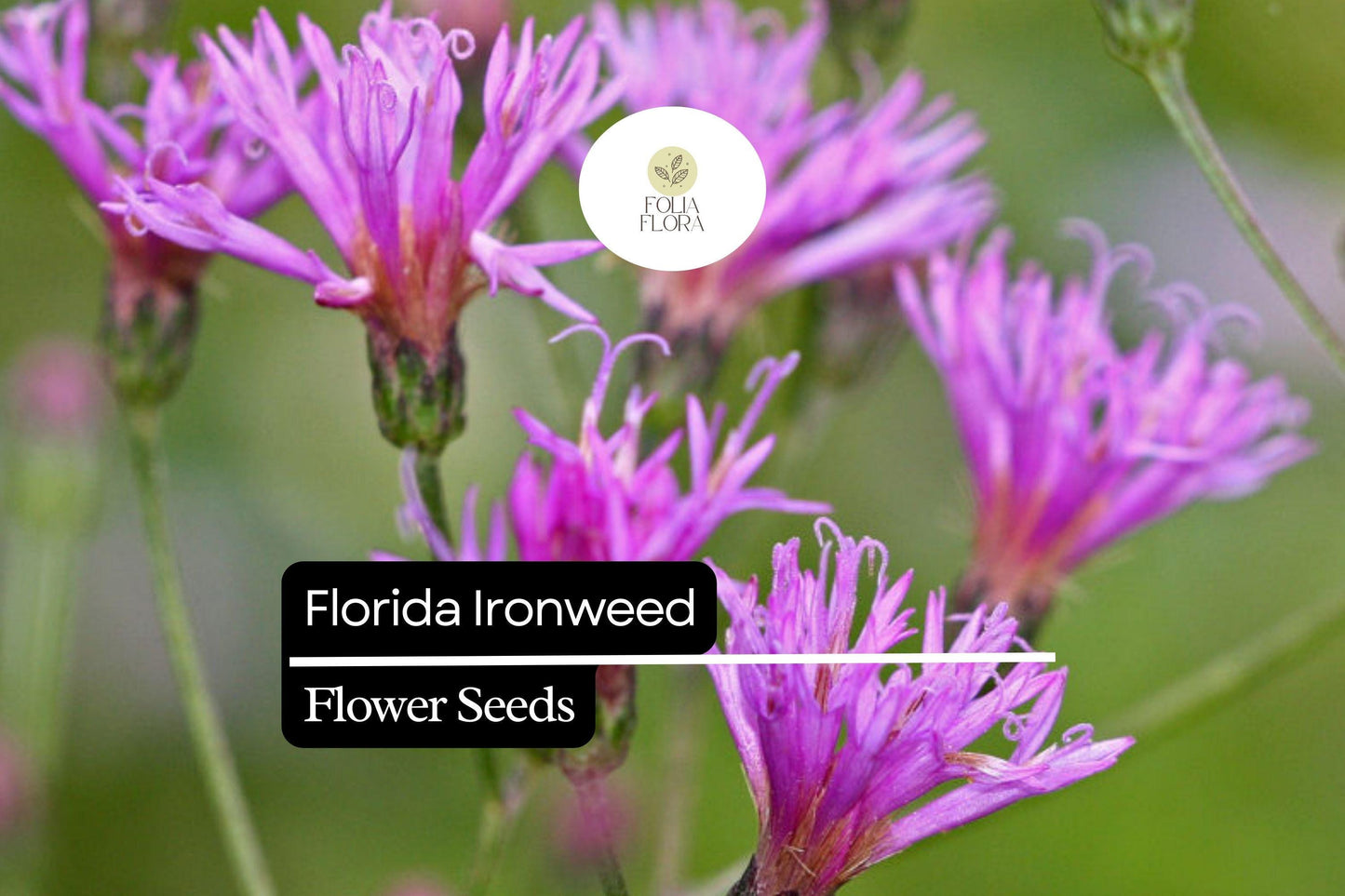 Florida Ironweed Seeds (25) | Vernonia angustifolia | Native Wildflower | Pollinator-Friendly Perennial for Natural Gardens