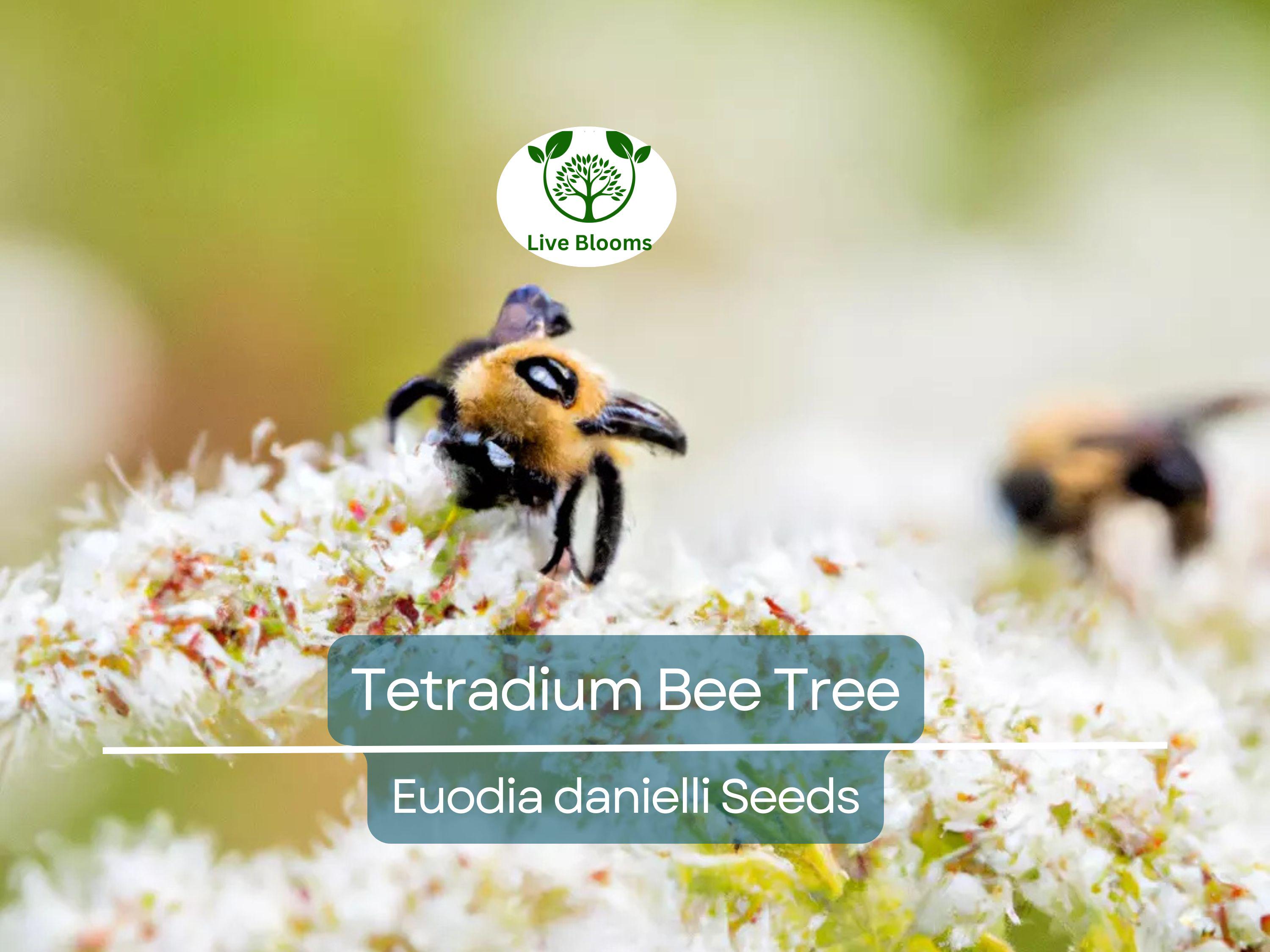 20 BEE TREE SEEDS (Euodia danielli) | Tetradium, Rare, Superior Honey, Pollinator-Friendly Tree, Attract Bees, Fast-Growing