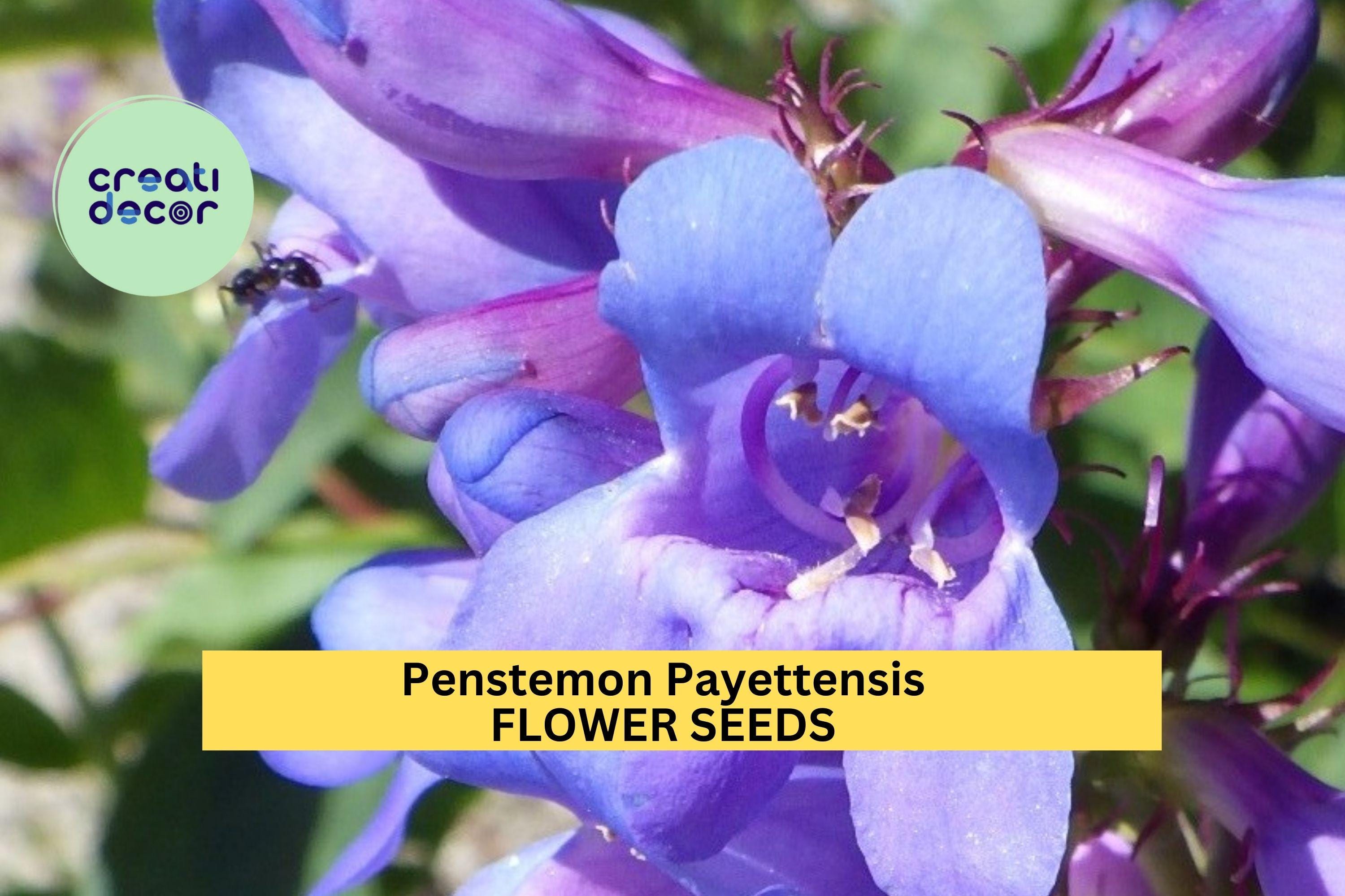 3pcs of 100mg Penstemon payettensis Seeds – Blue Wildflower for Pollinator Gardens, Rock Slopes, and Native Landscaping Seeds for Planting